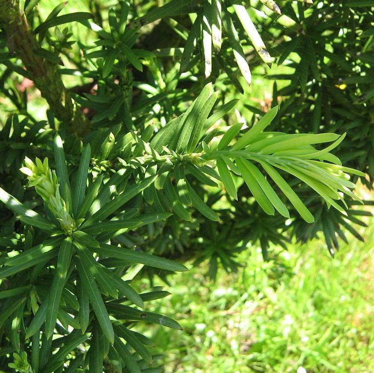 Cephalotaxus harringtonia 'Fastigiata'  - Upright Japanese Plum Yew