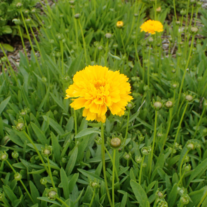 Coreopsis grandiflora 'Early Sunrise'  - Early Sunrise Giant Tickseed