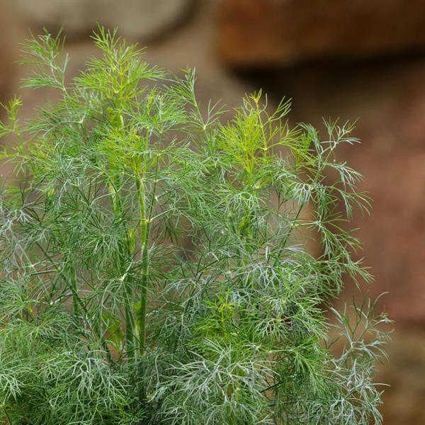 Anethum graveolens 'Fernleaf'  - Fernleaf Dill