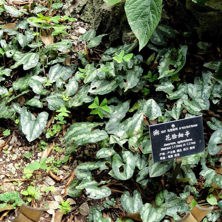 Asarum splendens  - Chinese Wild Ginger