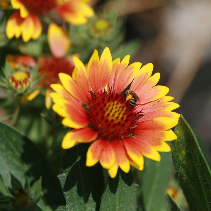 Gaillardia x aristata 'Arizona Sun'  - Arizona Sun Blanket Flower