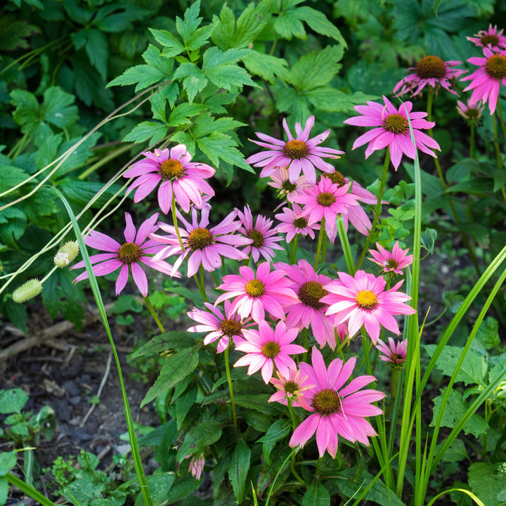 Echinacea purpurea 'PAS702917'  - PowWow® Wild Berry Echinacea, Coneflower