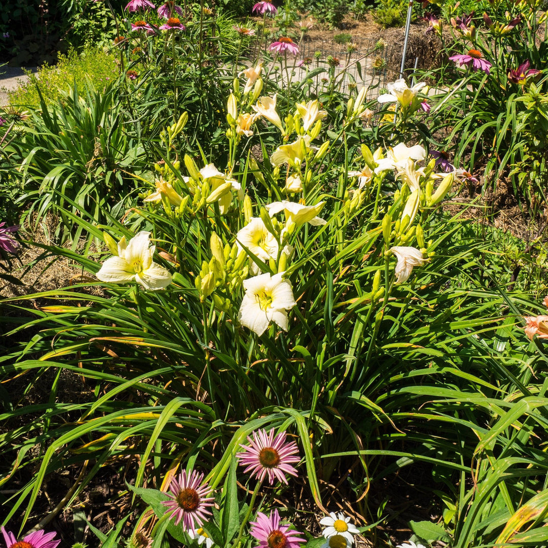 Hemerocallis 'Joan Senior'  - Joan Senior Daylily