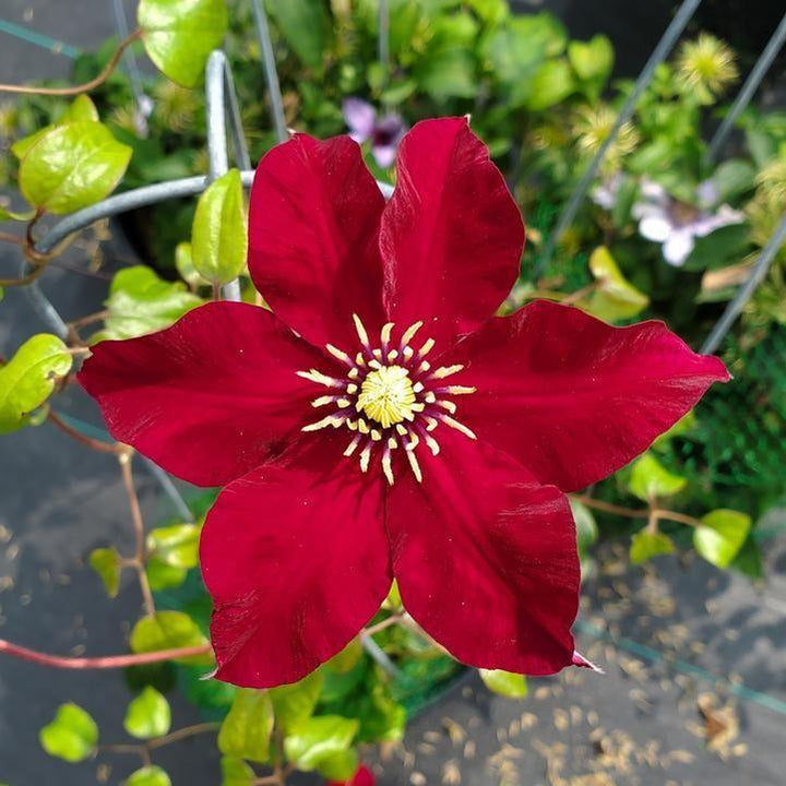 Clematis 'Evijo022'  - Charmaine™ Clematis