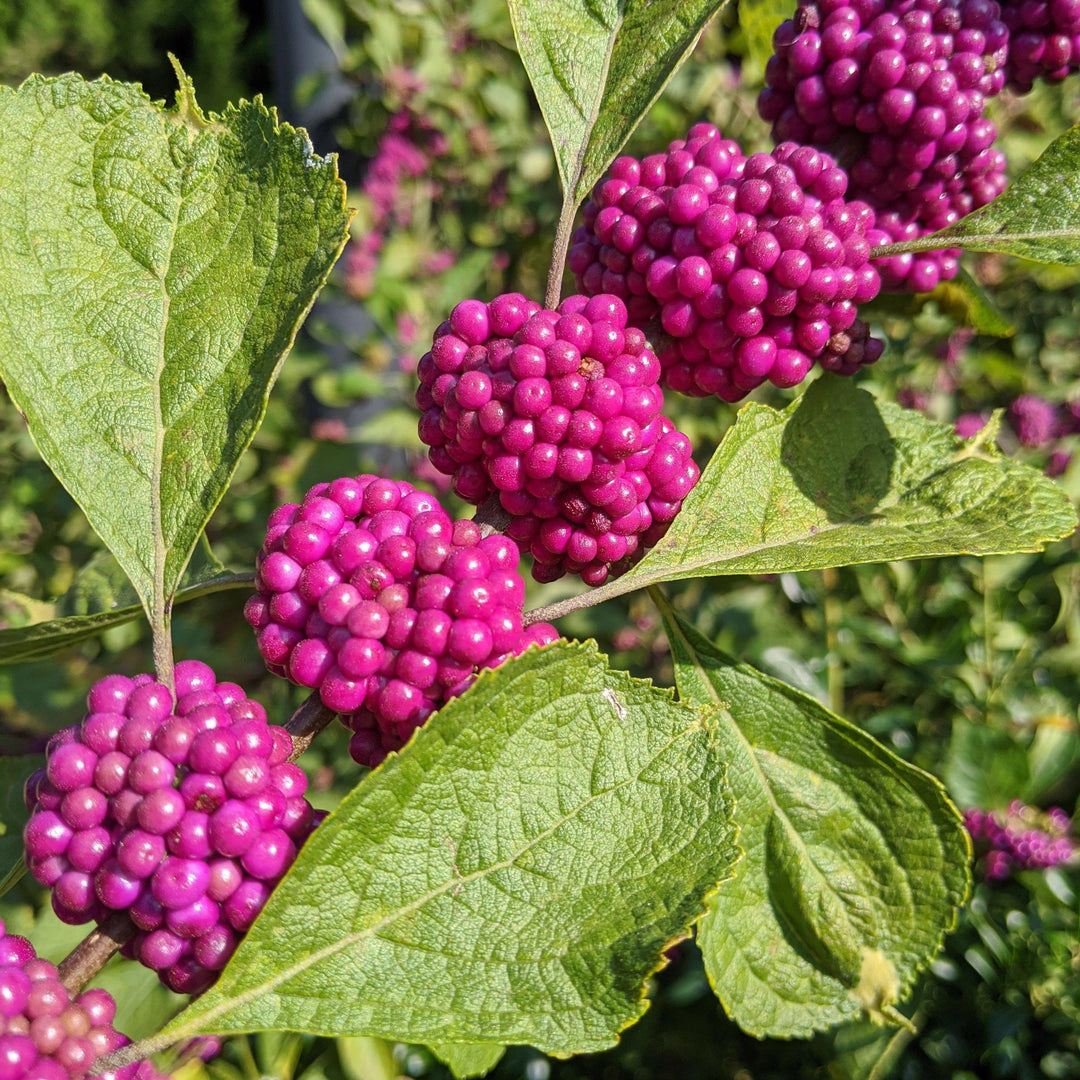 Callicarpa americana  - American Beautyberry