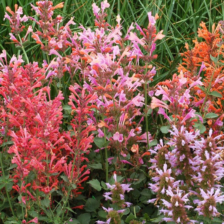 Agastache 'Kudos Ambrosia'  -  Kudos™ Ambrosia Hummingbird Mint, Hyssop