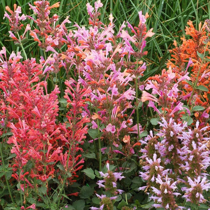 Agastache 'Kudos Ambrosia'  -  Kudos™ Ambrosia Hummingbird Mint, Hyssop