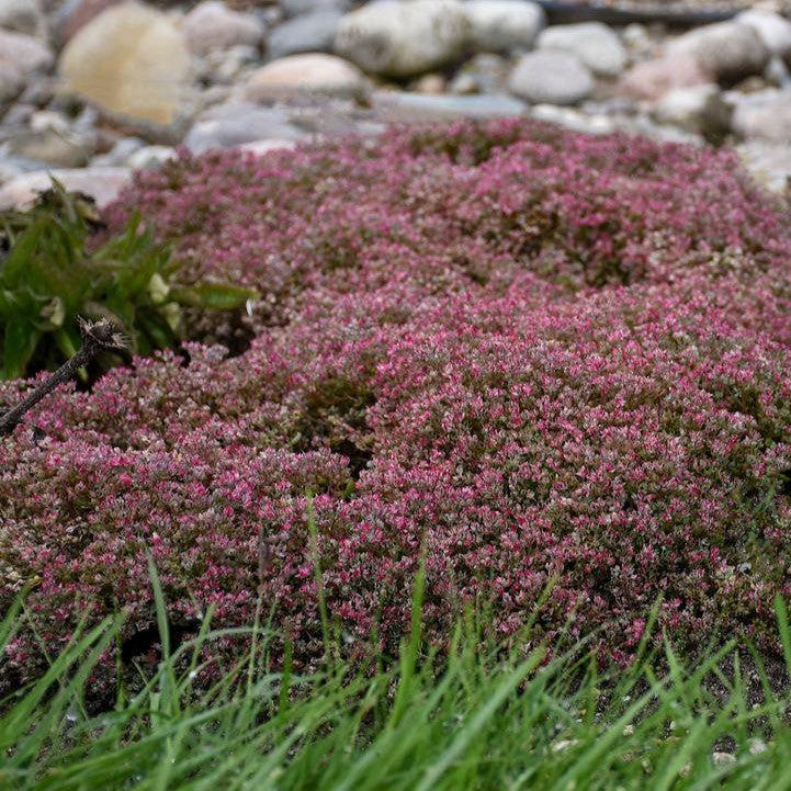 Sedum cauticola 'Steel the Show'  - Steel the Show Stonecrop