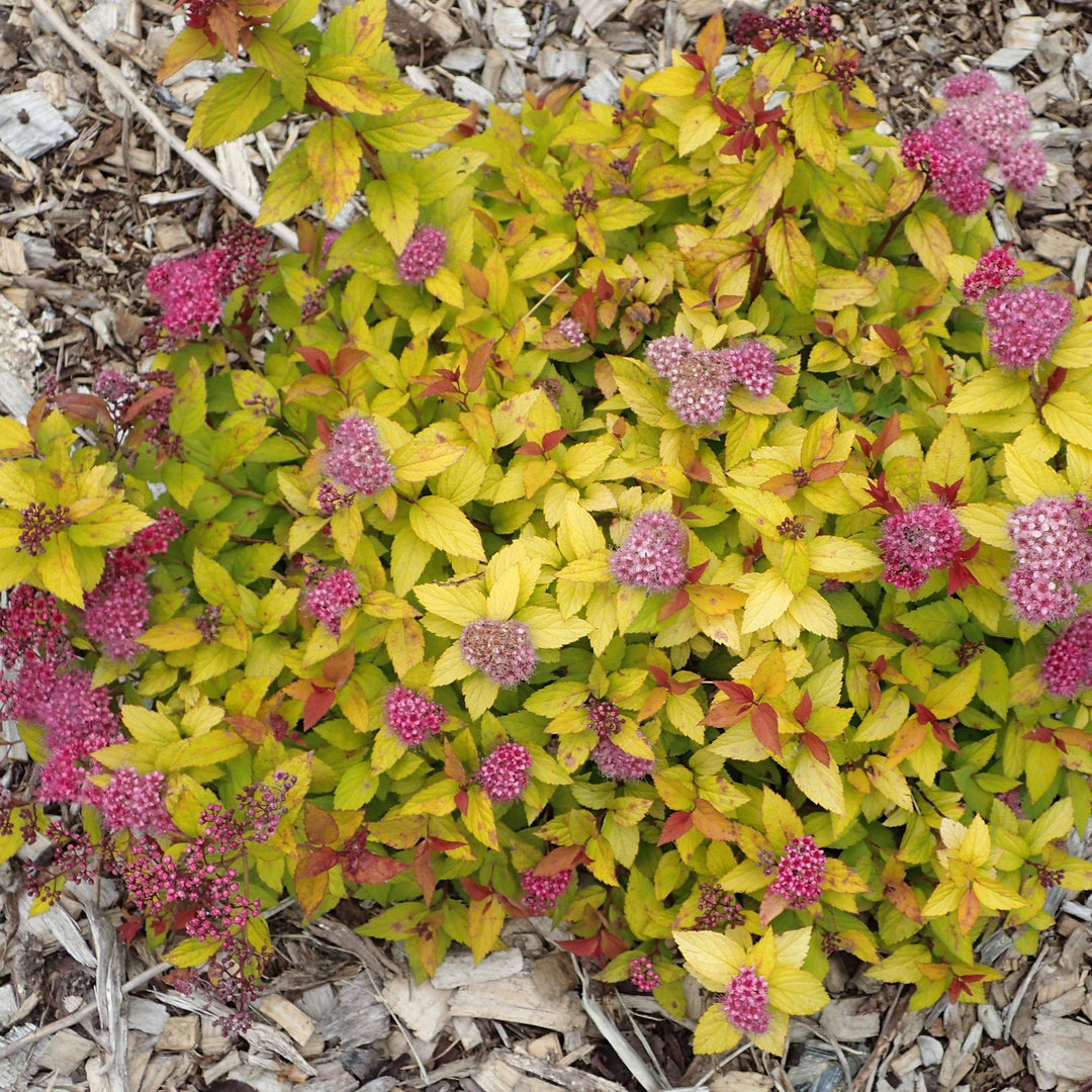 Spiraea japonica 'Walbuma'  - Magic Carpet Spirea