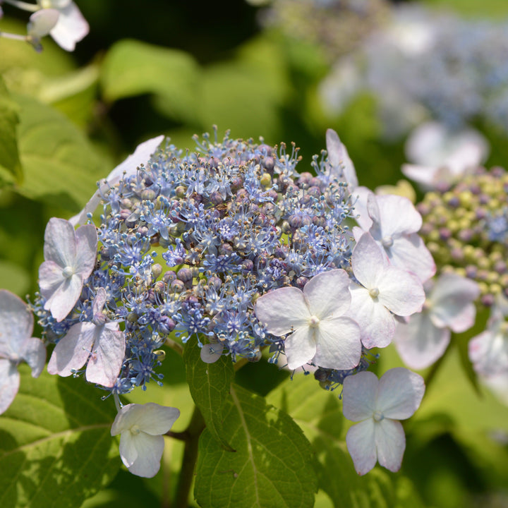 Hydrangea serrata 'Blue Billow'  - Blue Billow Hydrangea