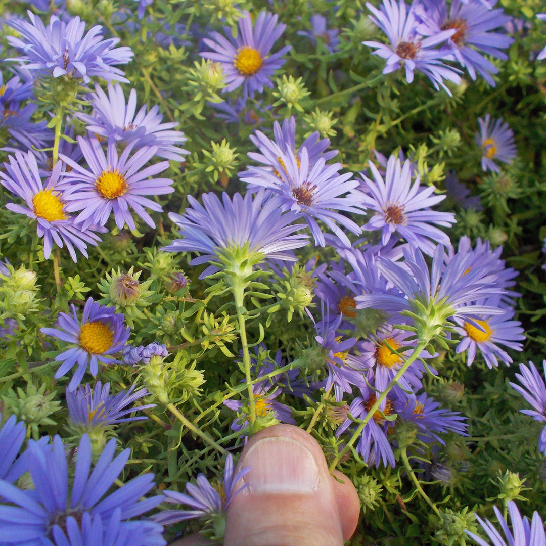 Aster oblongifolium 'October Skies'  - October Skies Aromatic Aster