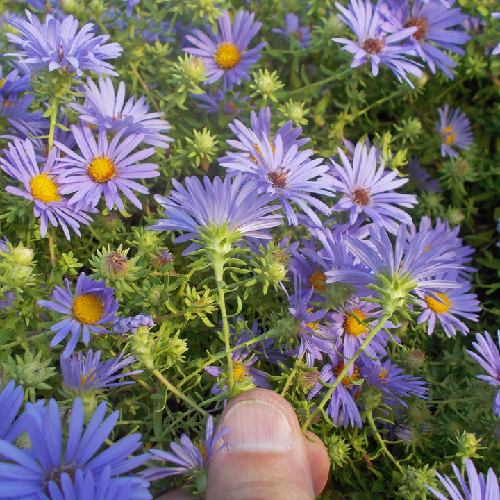 Aster oblongifolium 'October Skies'  - October Skies Aromatic Aster
