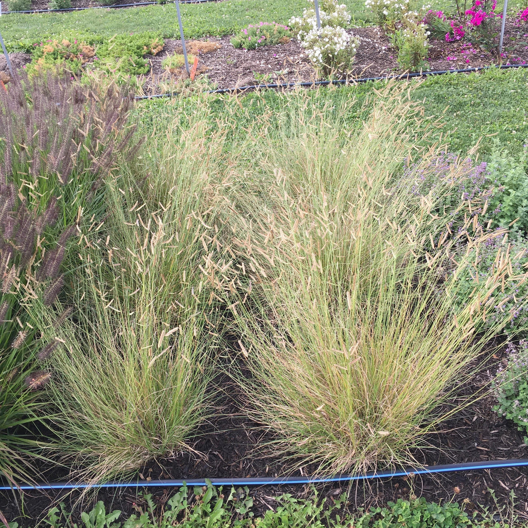 Bouteloua gracilis 'Honeycomb'  - Honeycomb Blue Grama