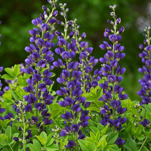 Baptisia 'Sparkling Sapphires' PP27,904  - PW® Decadence® Sparkling Sapphires False Indigo