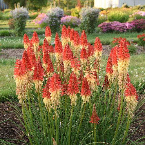 Kniphofia 'Rocket's Red Glare'  - PW® Pyromania® Rocket's Red Glare Red Hot Poker, Torch Lily