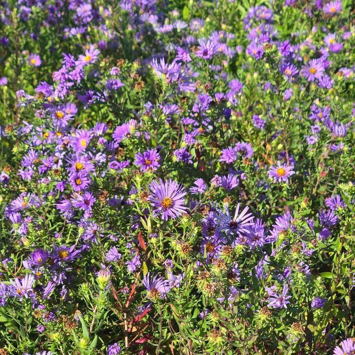 Aster oblongifolium  - Aromatic Aster