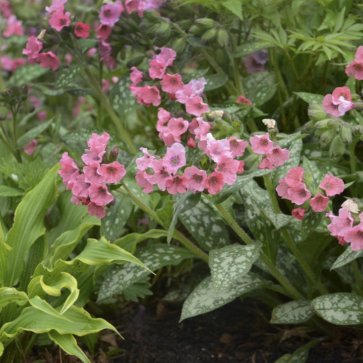Pulmonaria 'Pretty in Pink'  - Pretty in Pink Lungwort