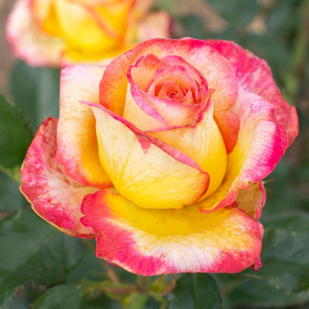 Rosa 'Meizoloi'  - Enchanted Peace™ Rose