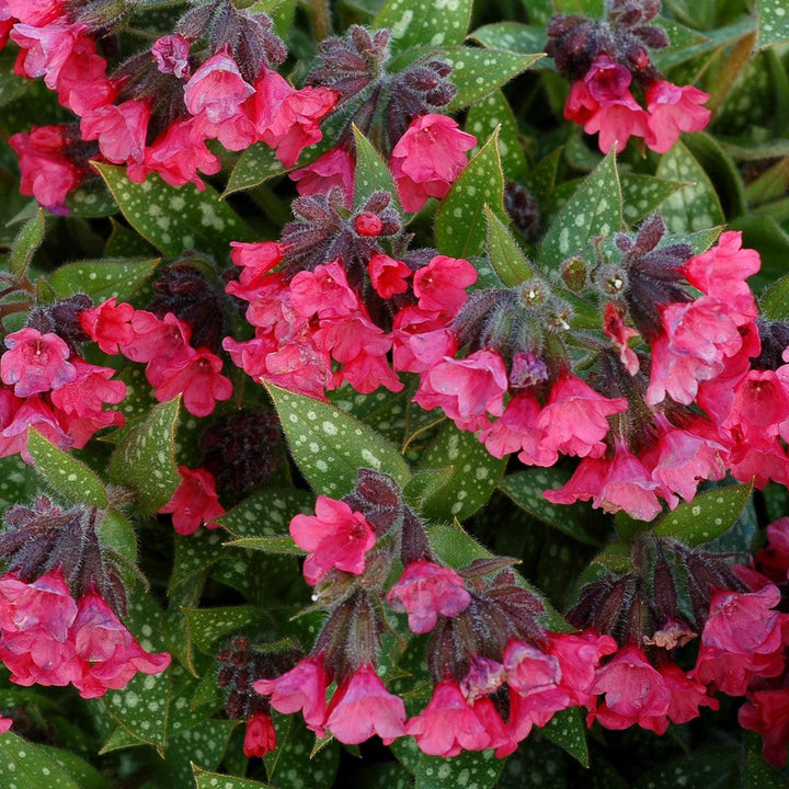 Pulmonaria 'Shrimps on the Barbie'  - Shrimps on the Barbie Lungwort