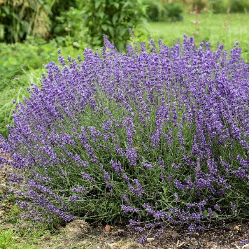 Lavandula 'Imperial Gem'  - Imperial Gem Lavender