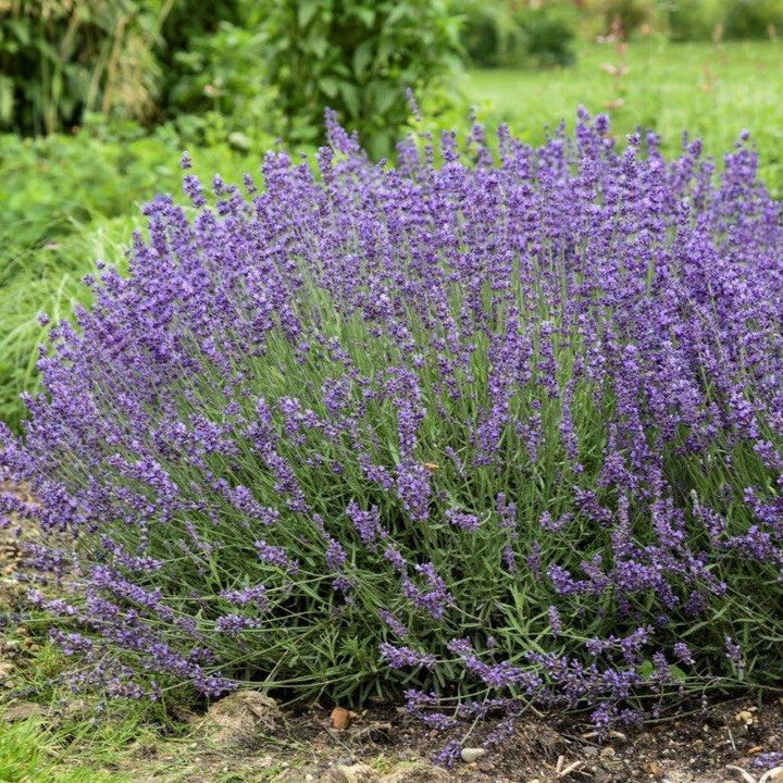 Lavandula 'Imperial Gem'  - Imperial Gem Lavender