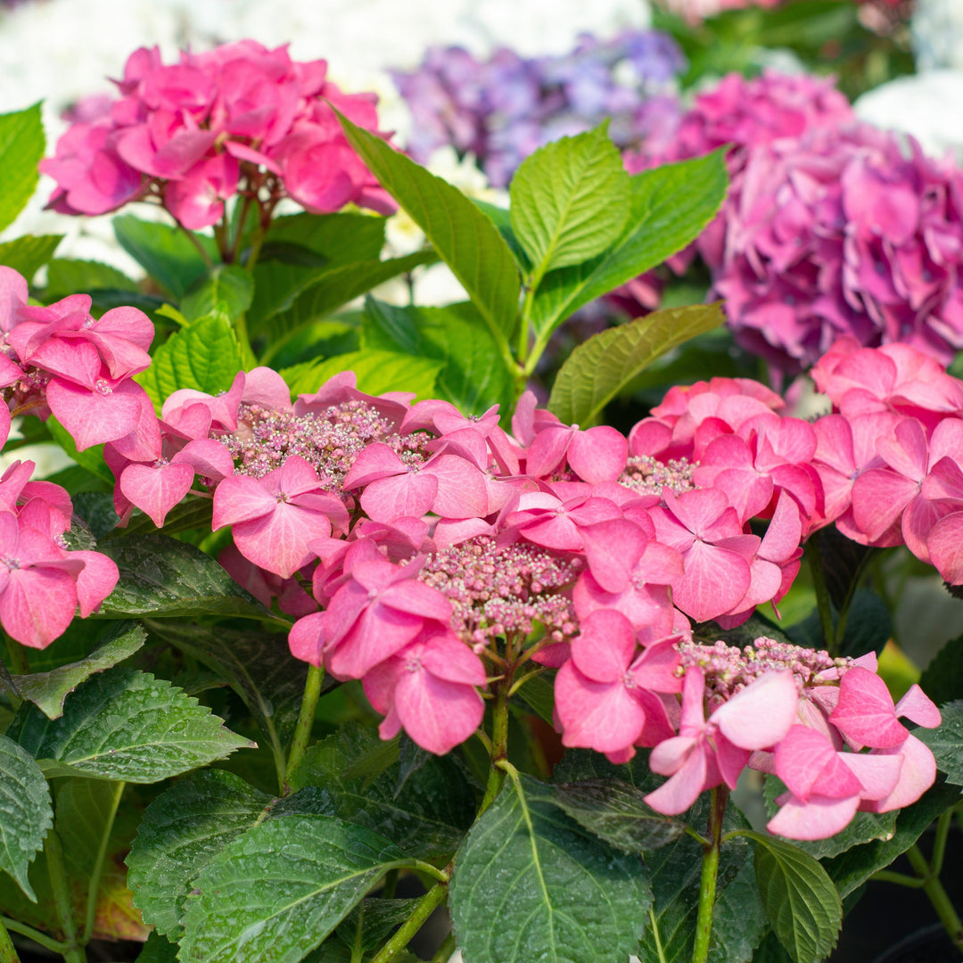 Hydrangea macrophylla 'Bailmacsix'  - Endless Summer® Pop Star® Hydrangea