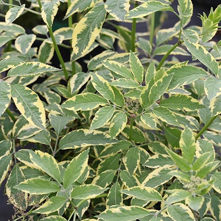 Sambucus nigra 'Instant Karma'  - Instant Karma™ Elderberry