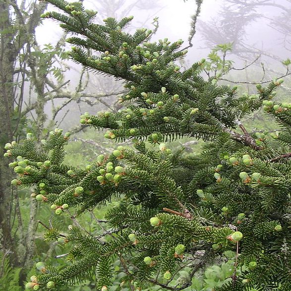 Abies fraseri  - Fraser Fir