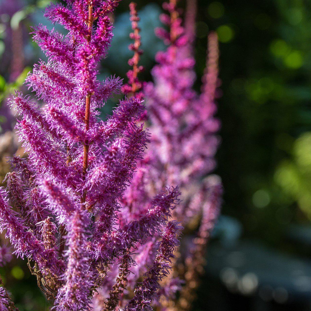 Astilbe chinensis 'Purpurkerze'  - Purple Candles Chinese Astilbe