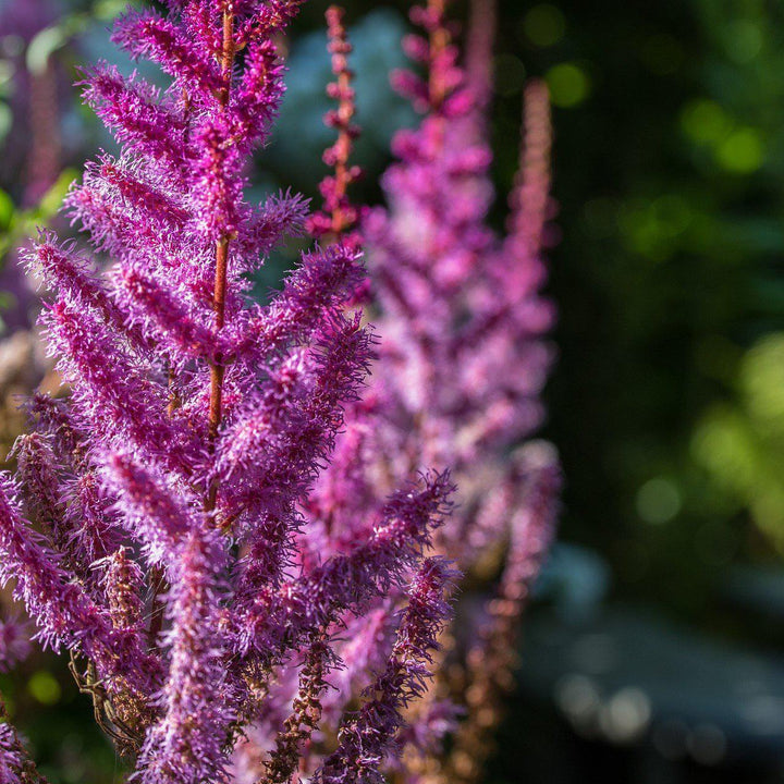 Astilbe chinensis 'Purpurkerze'  - Purple Candles Chinese Astilbe