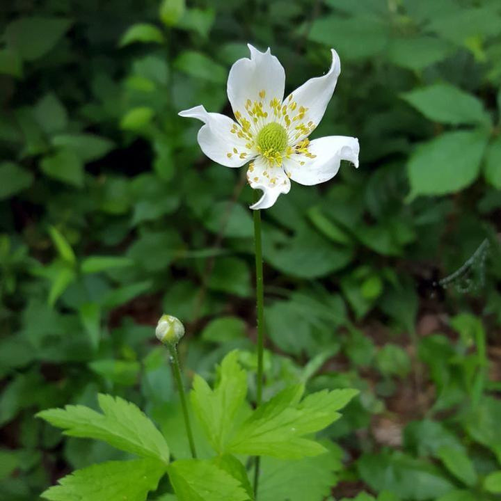 Anemone virginiana  - Tall Thimbleweed