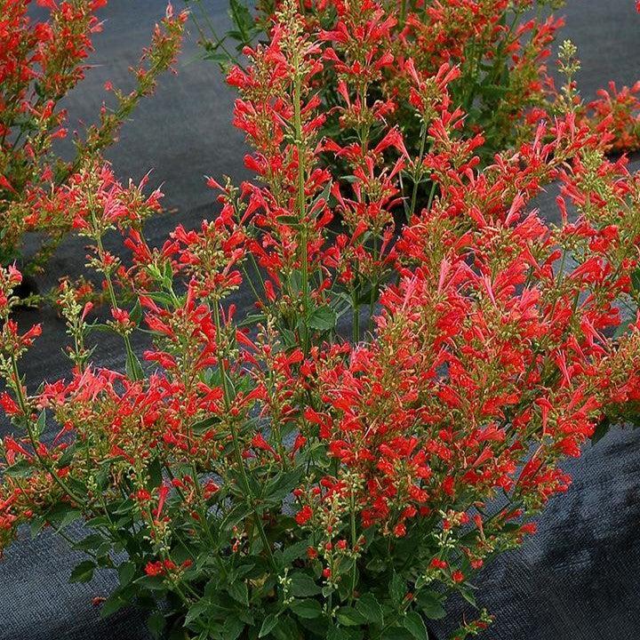 Agastache ‘Kudos Red’  - Kudos™ Red Hummingbird Mint, Hyssop
