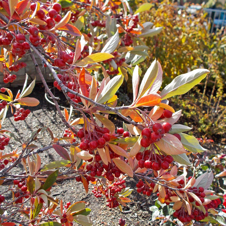 Aronia arbutifolia 'Brilliantissima'  - Brilliant Red Chokeberry