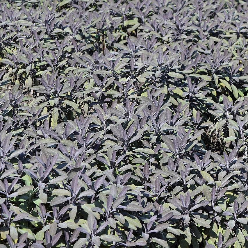 Salvia officinalis ‘Purpurascens’  - Purple Sage