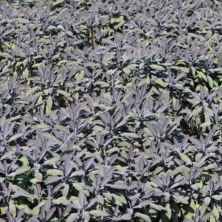 Salvia officinalis ‘Purpurascens’  - Purple Sage