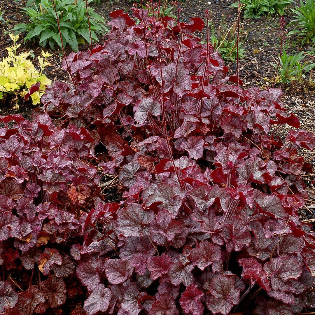 Heuchera x 'TNHEUNES' PP29632  - Northern Exposure™ Silver Heuchera