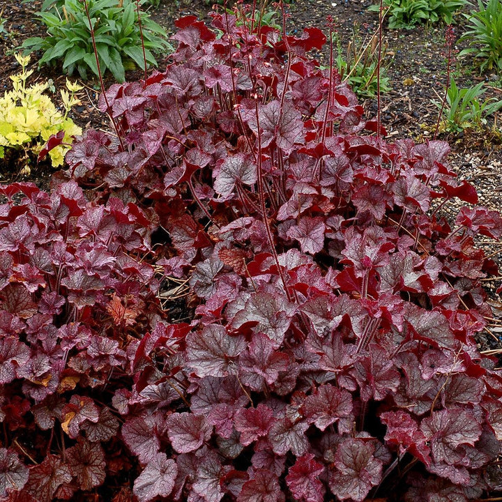 Heuchera x 'TNHEUNES' PP29632  - Northern Exposure™ Silver Heuchera
