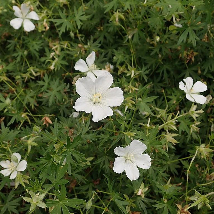Geranium sanguineum 'Album'  - White Bloody Cranesbill