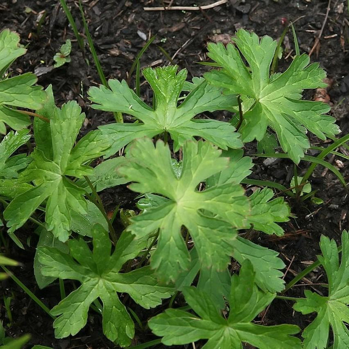 Geranium maculatum  - Wild Cranesbill