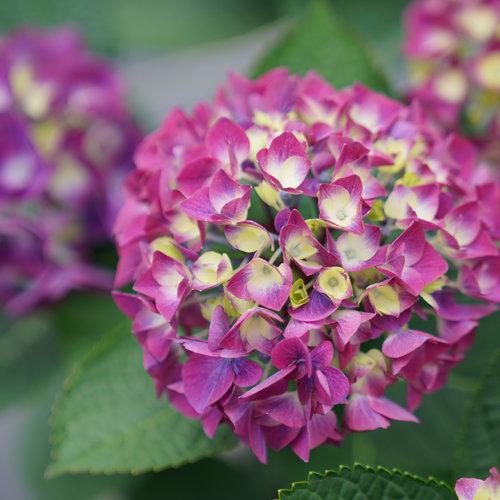 Hydrangea macrophylla 'SMNHML'  - Wee Bit Giddy® Hydrangea