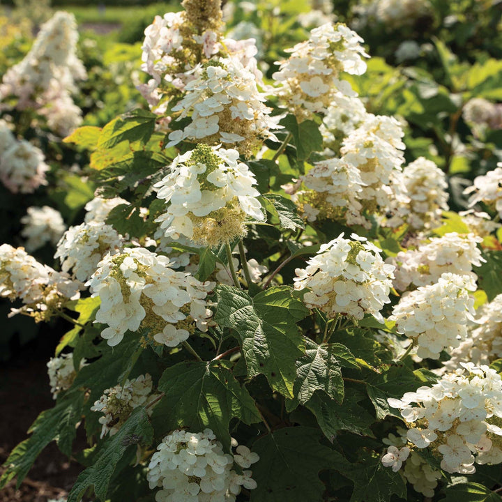 Hydrangea quercifolia '1925querrep'  - Autumn Reprise™ Hydrangea