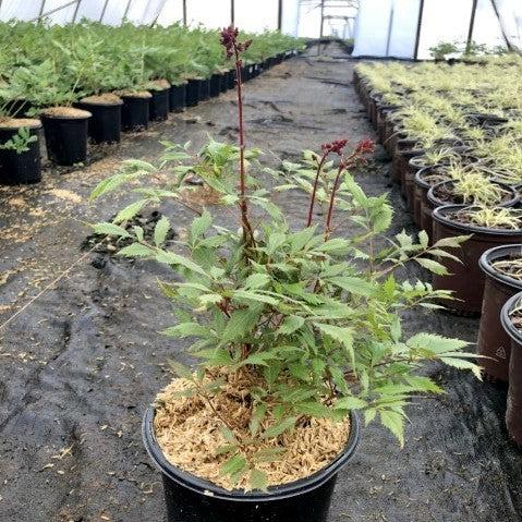 Astilbe x arendsii 'Fanal'  - Fanal Astilbe