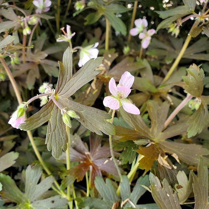 Geranium maculatum 'Espresso'  - Espresso Wild Cranesbill