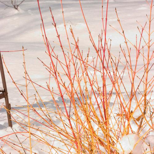 Cornus sanguinea 'Cato'  - Arctic Sun® Dogwood