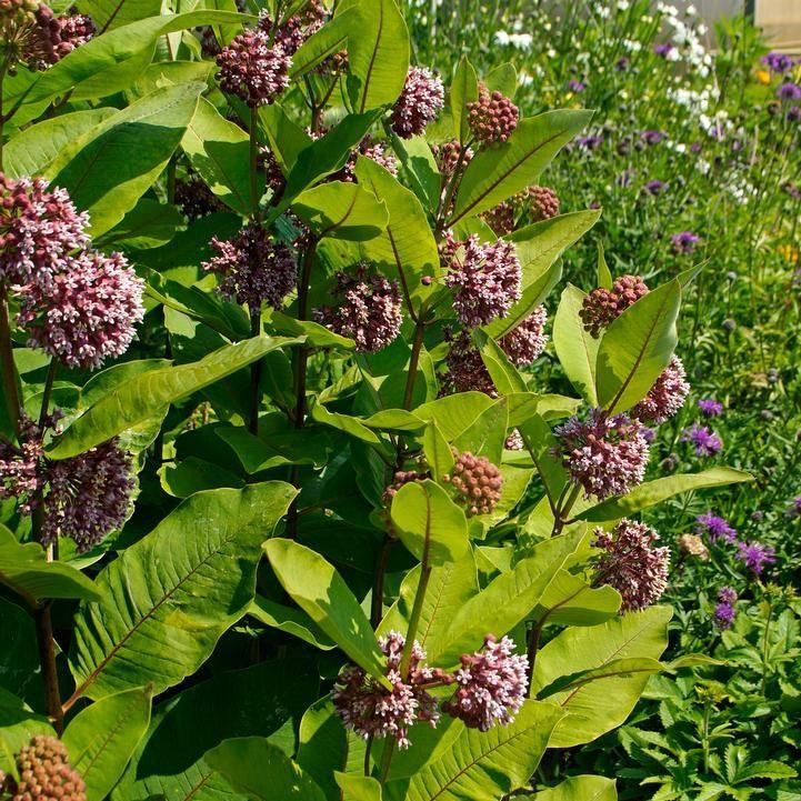 Asclepias syriaca  - Common Milkweed