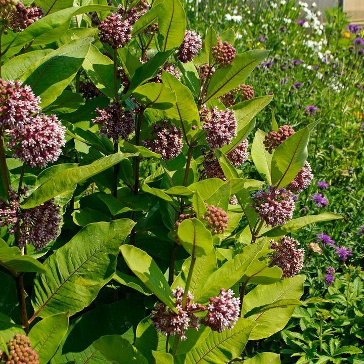 Asclepias syriaca  - Common Milkweed