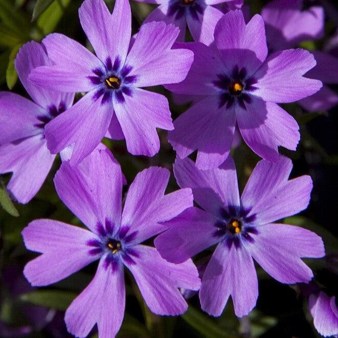 Phlox subulata 'Eye Shadow'  - Eye Shadow Creeping Phlox