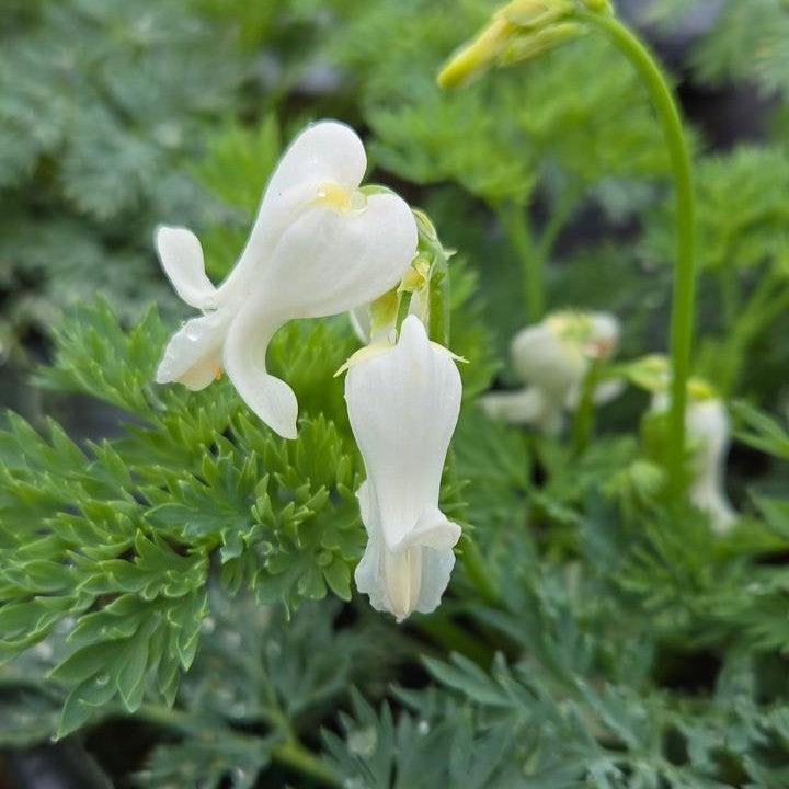 Dicentra 'White Diamonds'  - White Diamonds Fern-Leaf Bleeding Heart