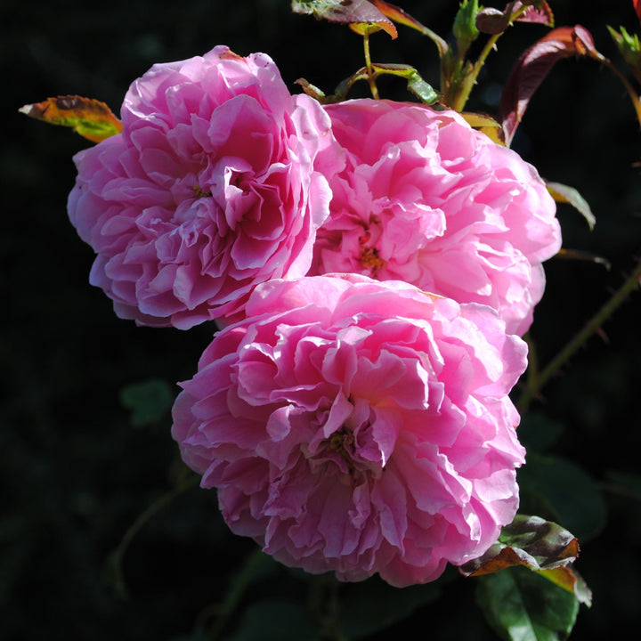 Rosa 'Aushouse'  - Harlow Carr Rose