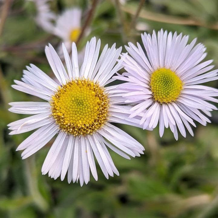Erigeron pulchellus var. pulchellus 'Lynnhaven Carpet'  - Lynnhaven Carpet Robin's Plantain
